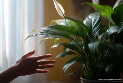 Спатифиллум не цветёт: 5 главных ошибок в уходе, которые он категорически не прощает