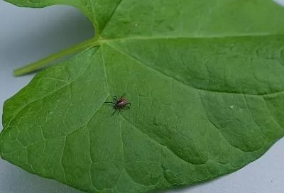 Сезон активности клещей начался в Краснодарском крае: к медикам обратились более 270 человек 