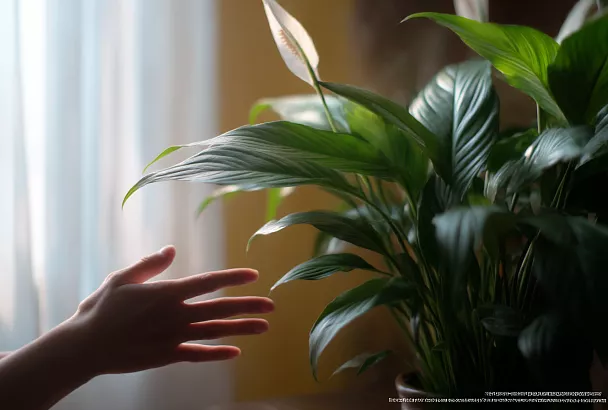 Спатифиллум не цветёт: 5 главных ошибок в уходе, которые он категорически не прощает