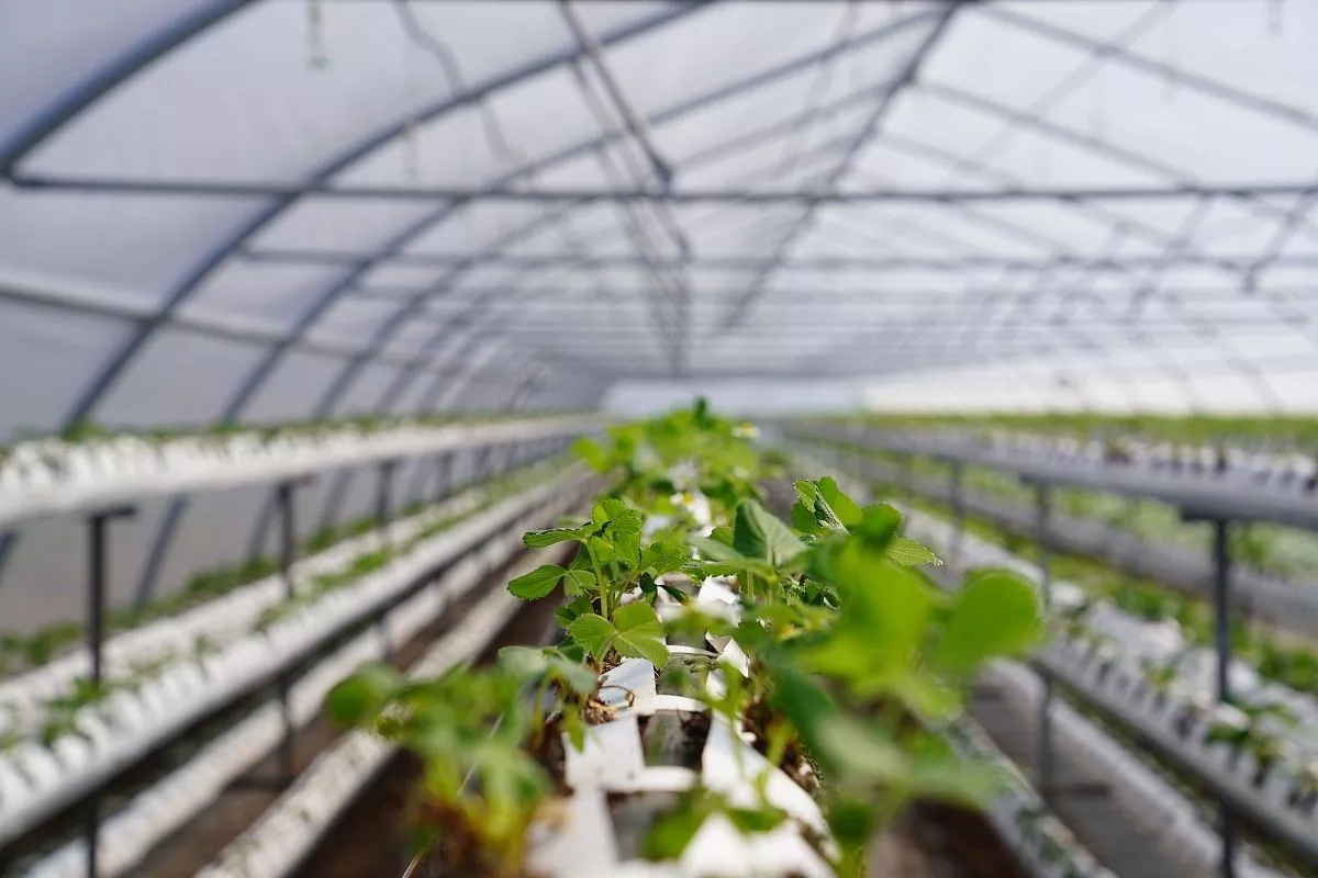 Одно из новых и перспективных направлений агропромышленного комплекса округа – овощеводство. Одно из новых и перспективных направлений агропромышленного комплекса округа – овощеводство.