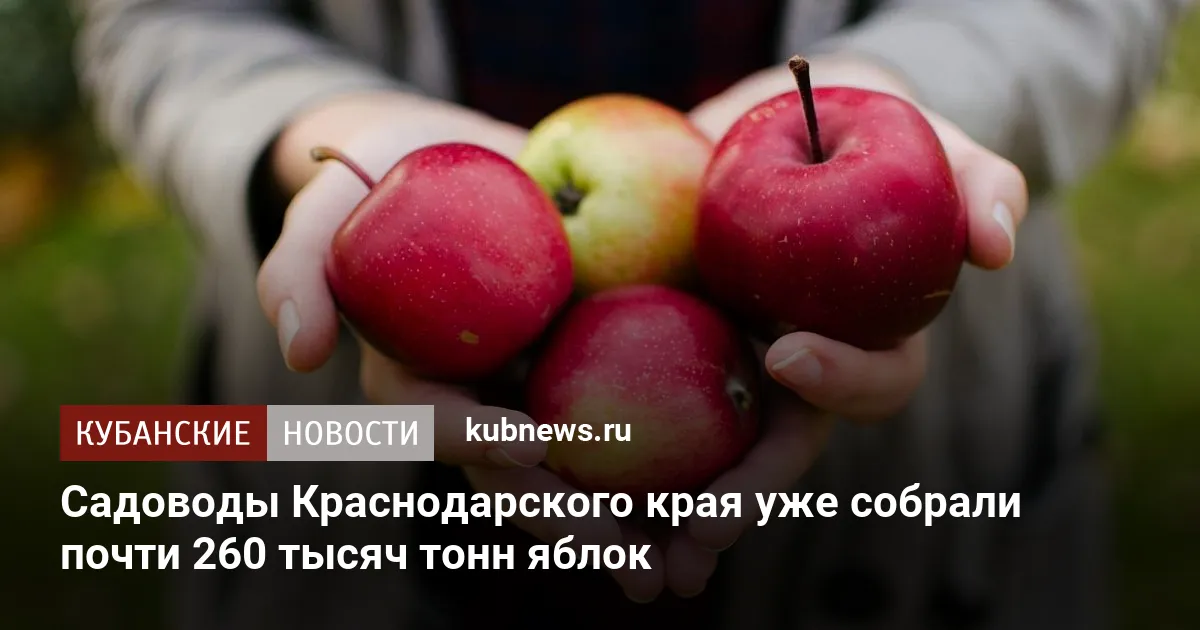 Садоводы Краснодарского края уже собрали почти 260 тысяч тонн яблок