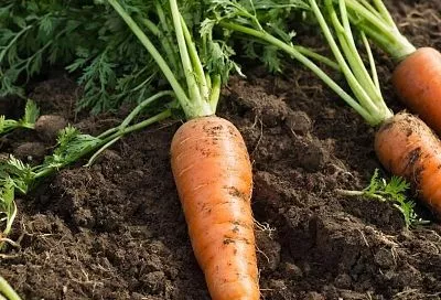 Как добиться идеальной морковной грядки: секрет в предварительной подготовке семян по старинному методу 