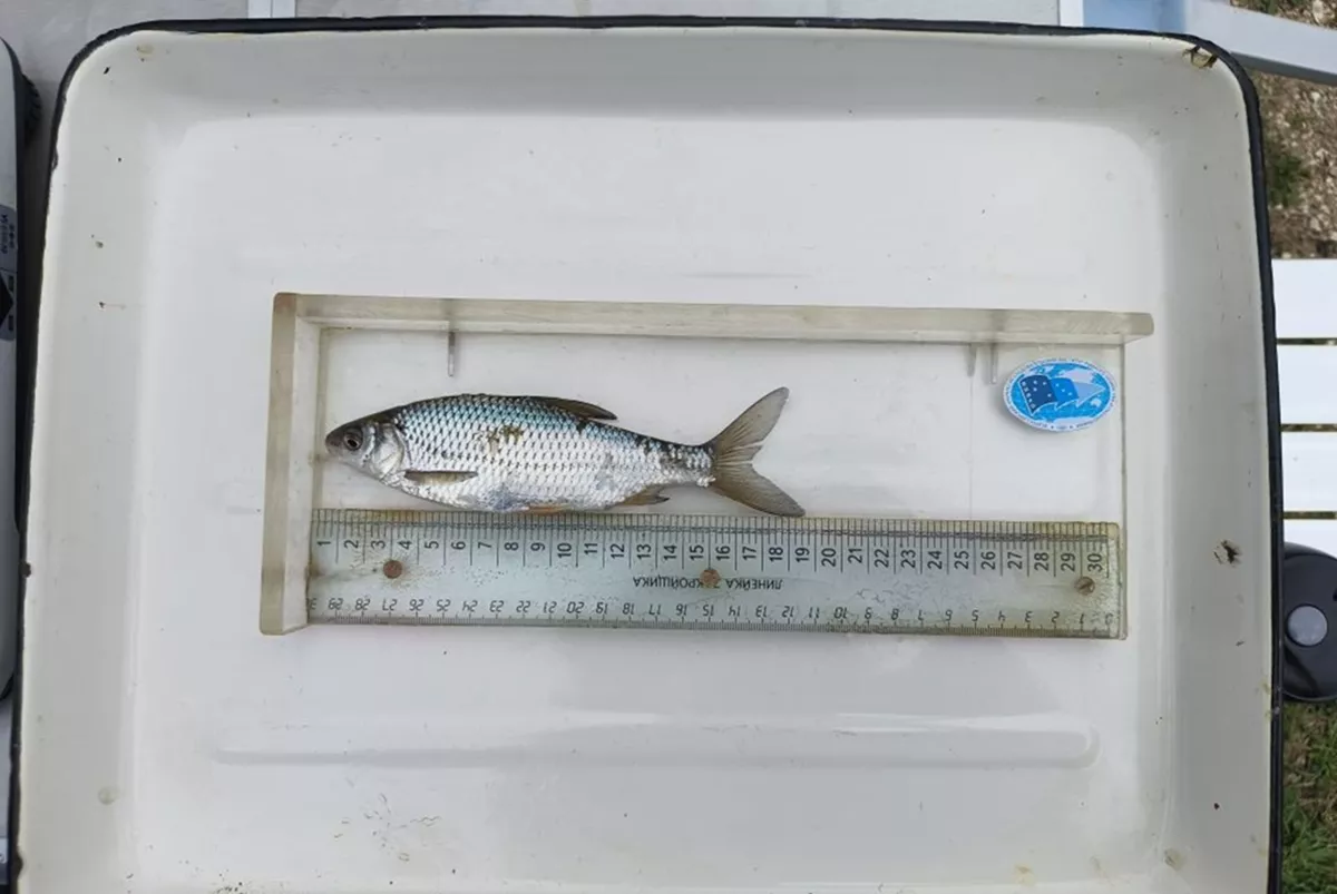 Исследования для оценки состояния нерестящихся в лиманах Азовского моря судака и тарани провели ученые