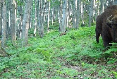 Зубры Кавказского заповедника «идут к морю»