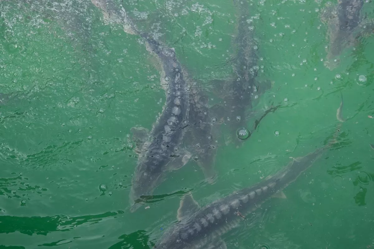 Ученые выяснили, что русский осетр впервые за 20 лет стал формировать в Азовском море зимовальные скопления 