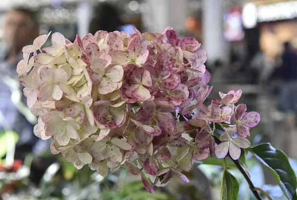 Подкисление почвы для гортензии: способы и применение