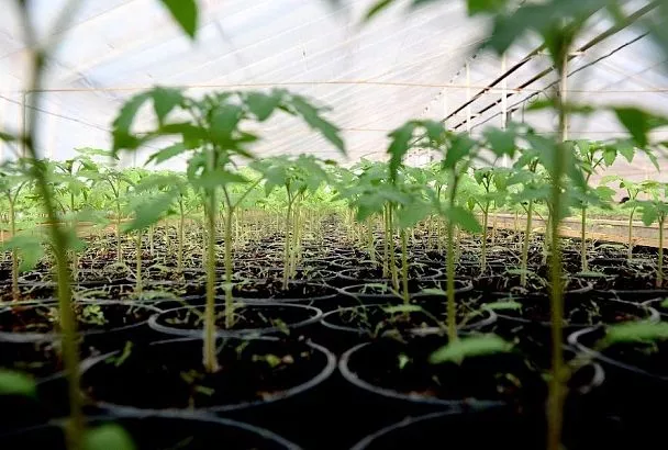 Медный укол от фитофторы: этот необычный способ оказался очень эффективным