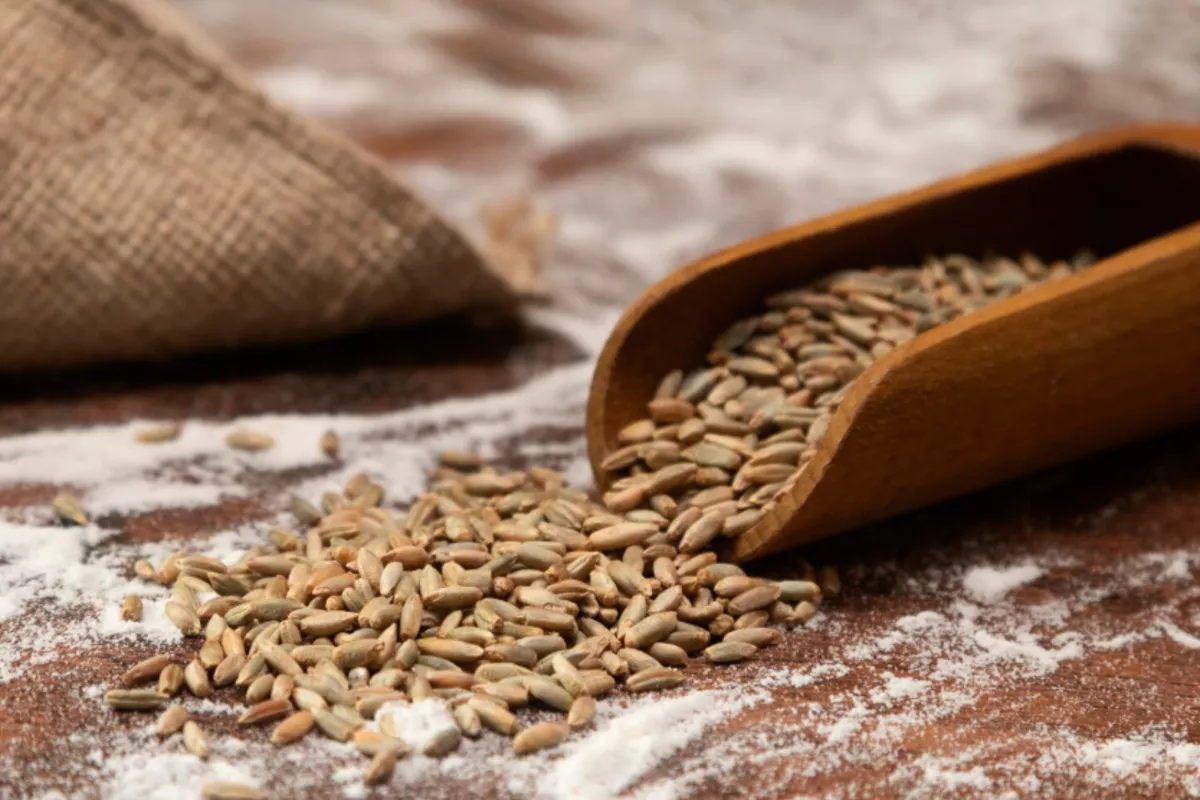 Перевалка зерна в Новороссийском терминале в 2025 году сократилась на четверть