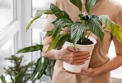 Не оставляю плесени в цветочном горшке ни единого шанса! Как спасти цветок и избежать повторения ситуации