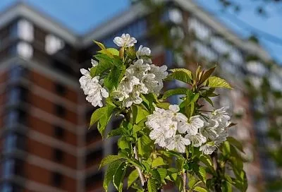 Место любования: в микрорайоне «Самолет» зацвела фруктовая аллея