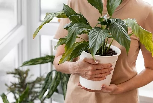 Не оставляю плесени в цветочном горшке ни единого шанса! Как спасти цветок и избежать повторения ситуации