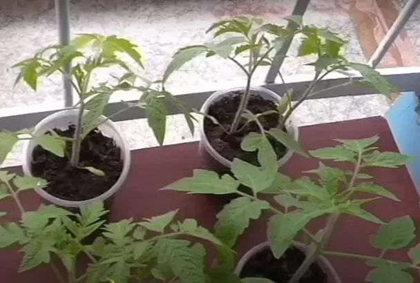 Сею рассаду помидора и перца так, и пикировка ей не нужна: всегда крепкие, урожайные кусты