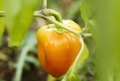 Семена этого перца в феврале нарасхват: 5 причин посадить «Желтый халиф» на рассаду до конца зимы