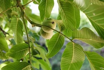 Хочешь посадить – подумай: о чем должен знать садовод, прежде чем вырастить грецкий орех