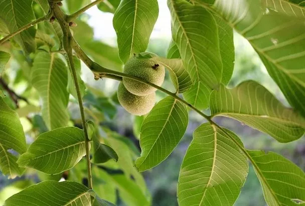 Хочешь посадить – подумай: о чем должен знать садовод, прежде чем вырастить грецкий орех