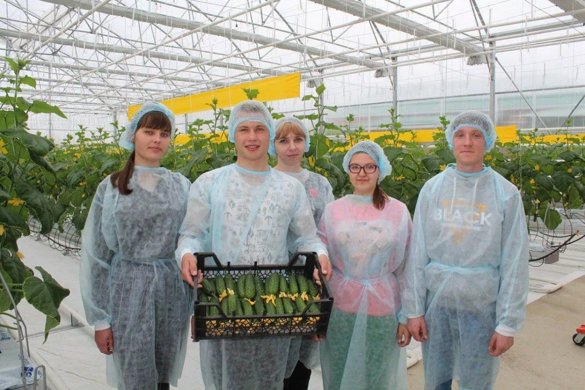  Новая теплица на гидропонной системе позволяет готовить ребят, получающих профессиональное обучение, к работе в современных тепличных комплексах.
