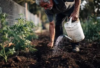 Как приготовить ферментированный чай из травы: пошаговая инструкция для дачников