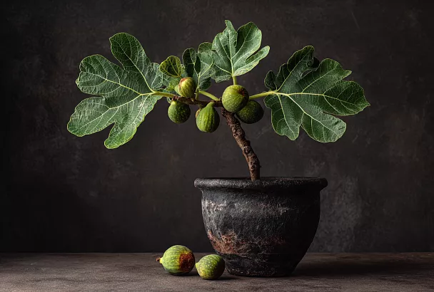 Как вырастить саженец инжира из черенка: проверенный способ