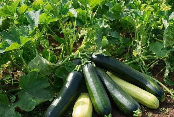 Лучшие сортов и гибридов кабачков для сверхраннего и раннего урожая, проверенных огородниками
