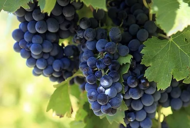 Защищаем спелый виноград от ос и птиц без химии: простые способы