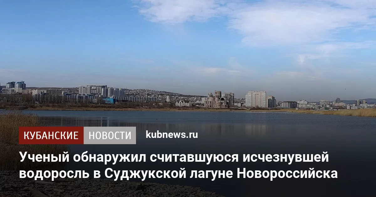Ученый обнаружил считавшуюся исчезнувшей водоросль в Суджукской лагуне Новороссийска