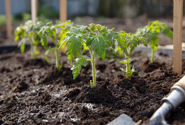 Помидоры без проблем: правильная пересадка, кальций и защита от совок и вершинной гнили
