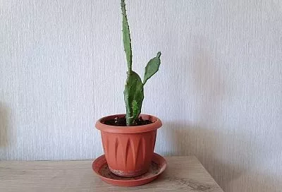 Спасаем кактусы от «депрессии»: что делать, если они «сдулись» и потеряли форму