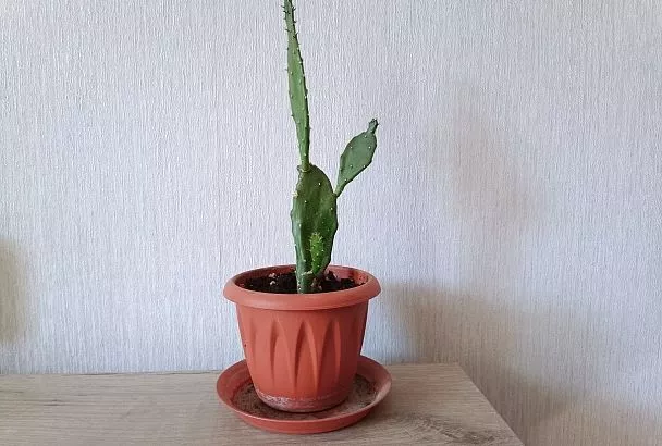 Спасаем кактусы от «депрессии»: что делать, если они «сдулись» и потеряли форму