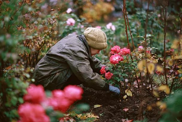 Осенний трюк для роз: посадка, от которой соседи в шоке