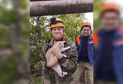 Спасатели сняли испуганного котенка с дерева в Новороссийске