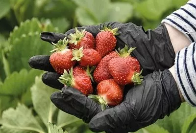 Успешным фермером можно стать не только в станице