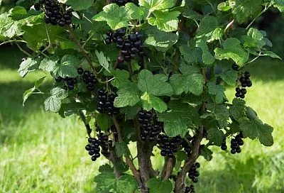 Смородина станет крупной и сладкой: весенняя схема, которой дачники пользуются годами