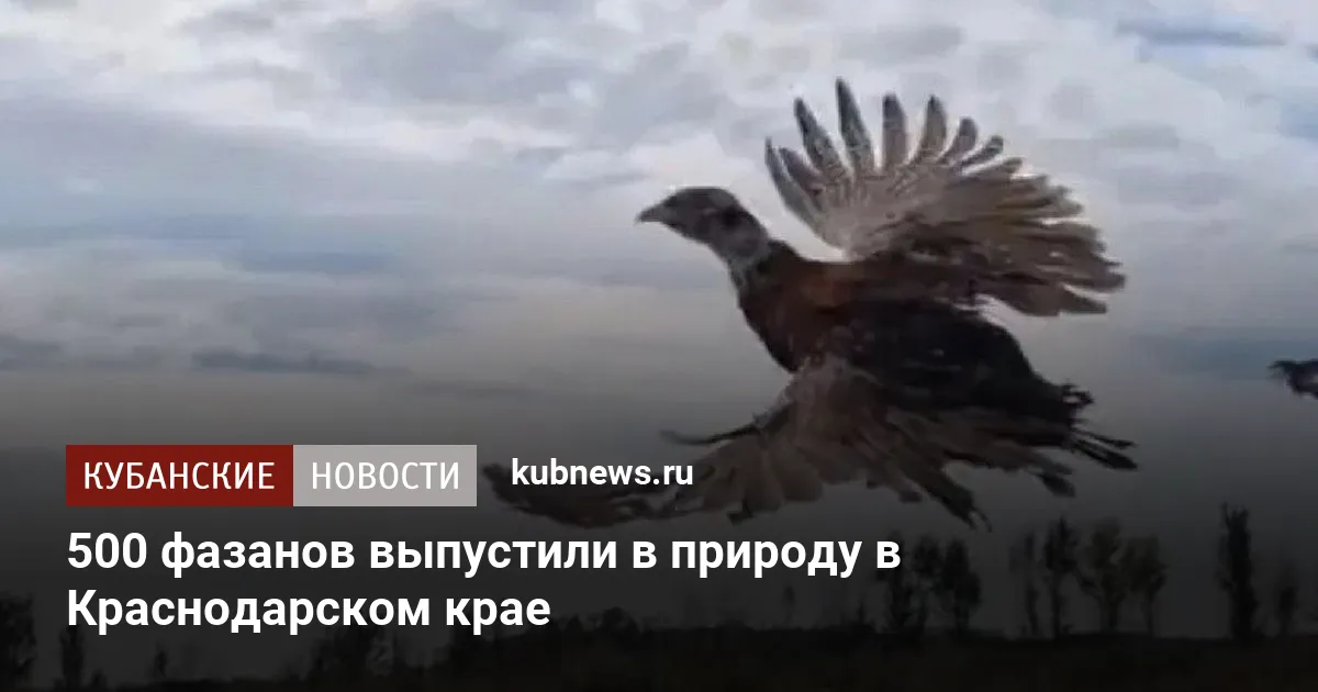 500 фазанов выпустили в природу в Краснодарском крае