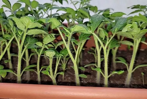 Плохо растет рассада помидоров? 5 причин и проверенные решения 