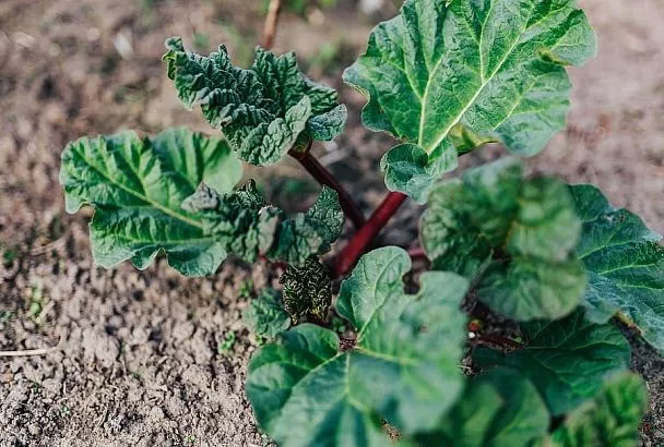 Натуральный чернозем за копейки: чудо-раствор для богатого урожая