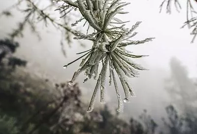 До 12 градусов тепла ожидается в Краснодаре 4 января