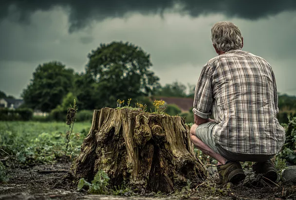 Как убрать пень без трактора и химии: метод «шахматной доски»