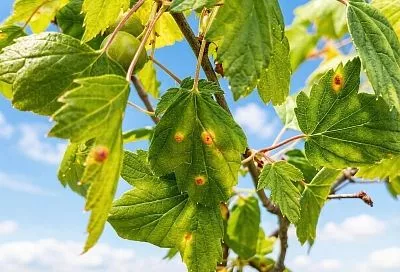 Желтые пятна на смородине  больше не приговор: спасти куст и урожай можно всего  за 2 шага