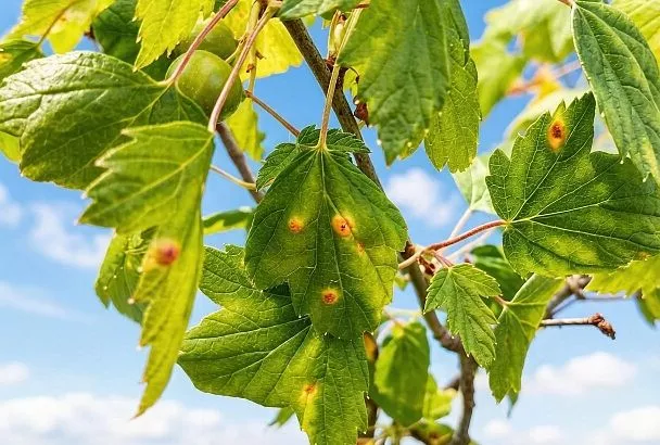 Желтые пятна на смородине  больше не приговор: спасти куст и урожай можно всего  за 2 шага