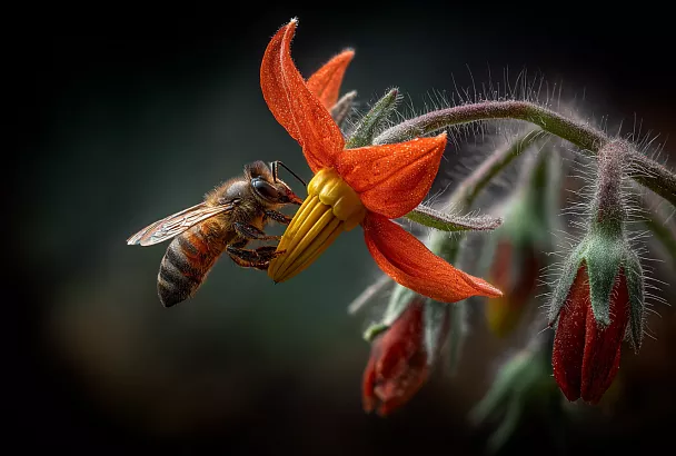 Почему ваши томаты цветут, но не плодоносят: как помочь завязи