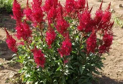 Вместо дорогих роз посадила  вишневый куст, а осенью все соседи просили семена