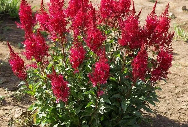 Вместо дорогих роз посадила  вишневый куст, а осенью все соседи просили семена