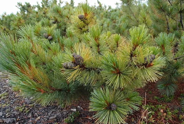 Стал не участок, а сказочный лес: 5 сосен (карликовые), которые покорят своей красотой и неприхотливостью