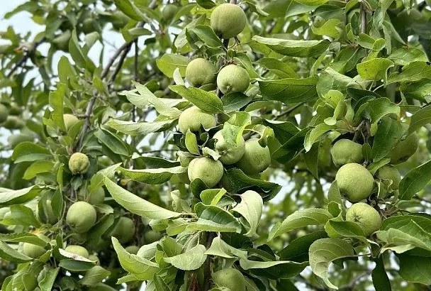 Обрежьте это немедленно: почему на яблоне вырастают волчки и чем это опасно для дерева