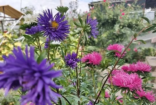 Астры в саду: как вырастить пышные и красивые цветы без лишних хлопот