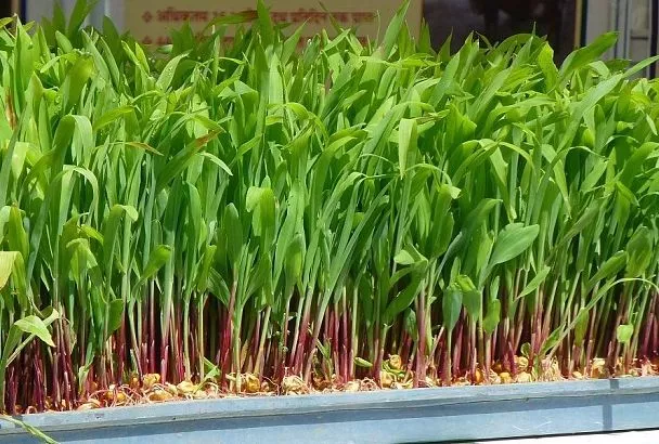 Сосед говорит, что растить урожай на гидропонике дорого и плоды будут невкусные, но я прочитала статью в журнале и поняла, что он врет, теперь собираю урожай ему на зависть