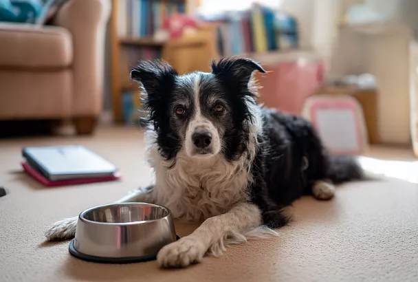 Можно ли смешивать сухой корм и натуральную еду для собаки