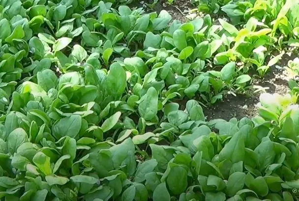 Встречаем весну с пользой: посадка раннего шпината и 3 простых рецепта с зеленью — иммунитет со своей грядки