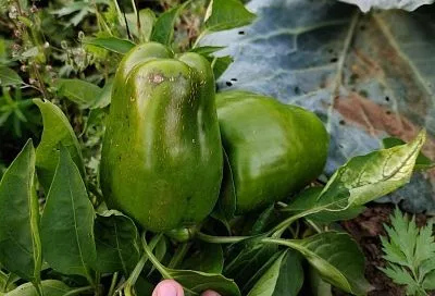 Урожайный календарь в 2026 году: благоприятные даты для посадки перцев