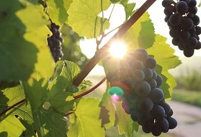 Мощная подкормка винограда перед цветением: ваш секрет крупных гроздей (рецепт!)